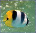 Ver o aquario